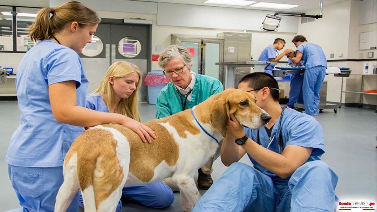 Mejores universidades donde estudiar veterinaria en USA